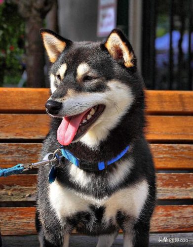 美国凶猛猎犬排名前十(全球十大猛犬排行榜)插图