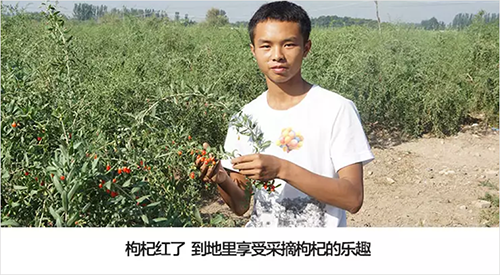 茶叶类目出价排名前十(中国十大茶叶排名价格)插图9