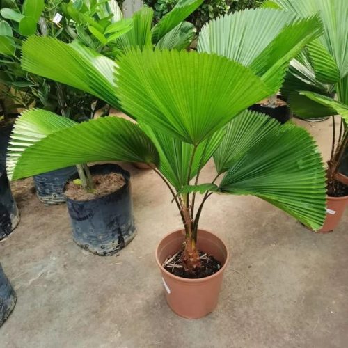 室内大型植物排名前十(适合北方室内养的盆栽)插图1