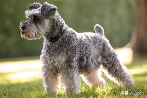 美国凶猛猎犬排名前十(全球十大猛犬排行榜)插图6