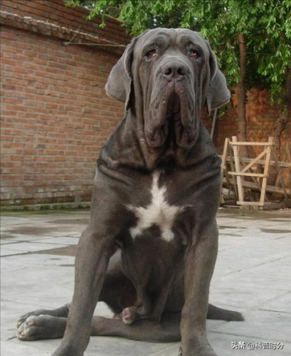 狗凶猛排行榜(十大攻击力最强的犬)插图12