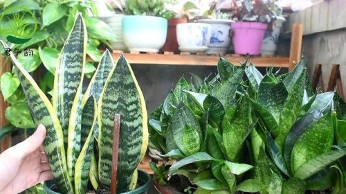 耐旱小众植物排名前十(耐寒耐旱的室内植物)插图6