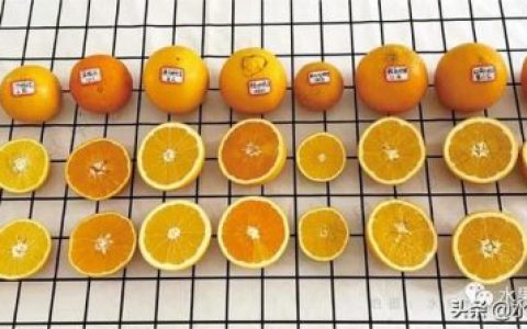 热门橙子品种排名前十(最甜的橙子是什么品种)