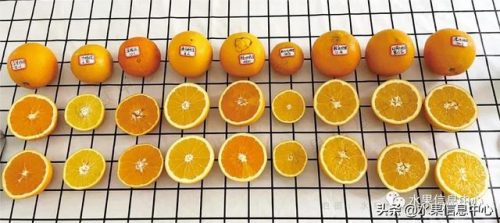 热门橙子品种排名前十(最甜的橙子是什么品种)插图