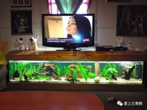 十大鱼缸品种排行榜(十大鱼缸排名前十名)插图37