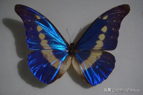 世界最佳玫瑰排名前十(最贵的玫瑰花排名)插图8