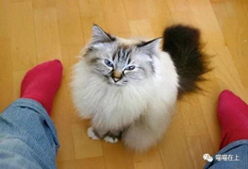 十大最胖的猫排行榜(十大最受欢迎猫排名)插图1