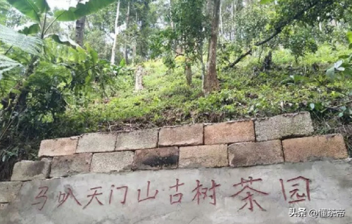 普洱茶叶价格排行榜(顶级普洱茶品牌排行榜)插图5