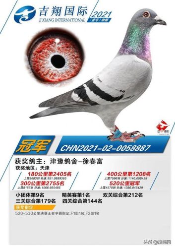 北京公棚排行榜(北京赛鸽公棚有哪些)插图4
