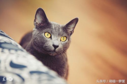 名猫排行榜20(十大名贵猫 前十名)插图3