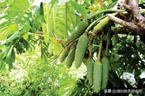 世界最奇葩的水果排名前十(全球六大奇葩水果)插图2