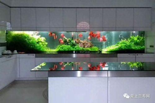 十大鱼缸品种排行榜(十大鱼缸排名前十名)插图43