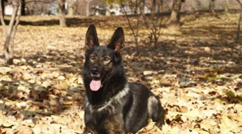 中国十大牧羊犬排行榜(最厉害的牧羊犬排行榜)插图4