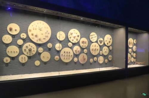 海洋生物资源最丰富的大洋(目前已知的海洋生物有多少种)插图12
