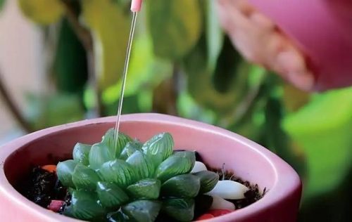 耐旱小众植物排名前十(耐寒耐旱的室内植物)插图11