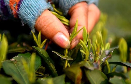 目前最贵茶叶排名前十(最贵的茶叶品种)插图16