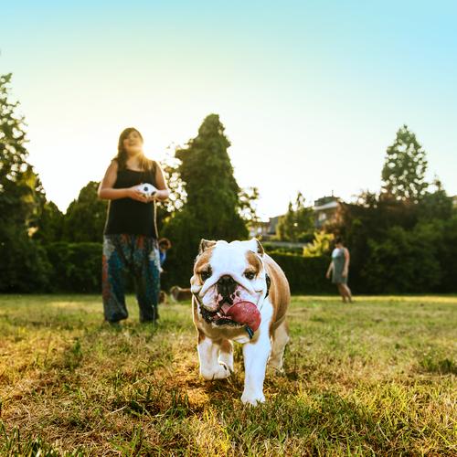 家犬排行榜(最好养的狗前十名排名)插图4