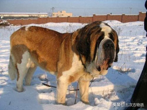 十大良种肉狗排行榜(土狗自由配对成功)插图4