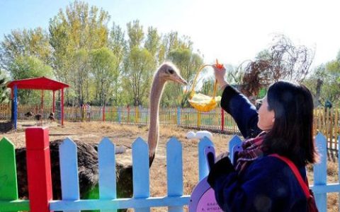 国内动物公园排名前十(世界上最快的动物排名)