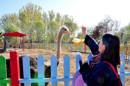 国内动物公园排名前十(世界上最快的动物排名)插图