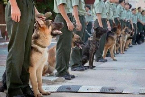 马犬排行榜(马犬排名第几聪明)插图6