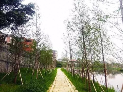 同安区湿地公园排名前十(同安汀溪湿地)插图14