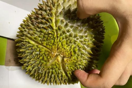 最好的榴莲品种排行榜(榴莲品种十大排名)插图6