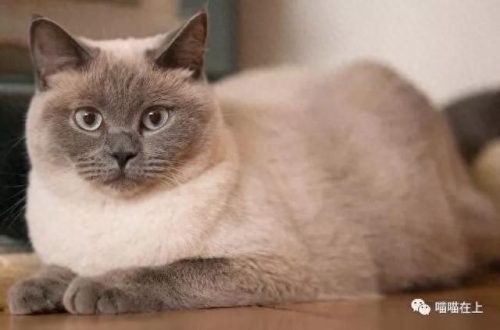十大最胖的猫排行榜(十大最受欢迎猫排名)插图6