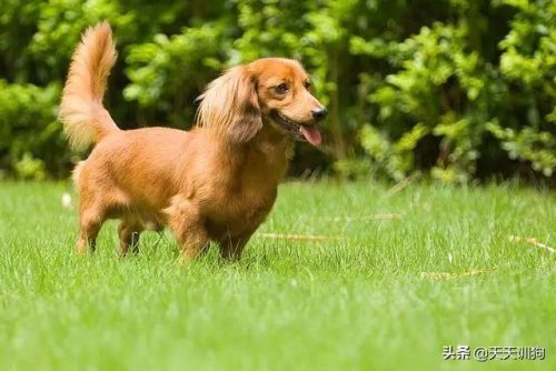 十大猎犬排行榜(中国十大猎犬)插图10