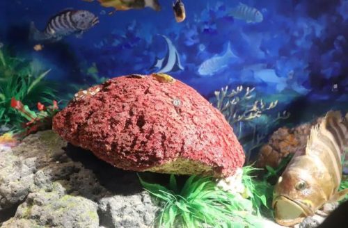 海洋生物资源最丰富的大洋(目前已知的海洋生物有多少种)插图8