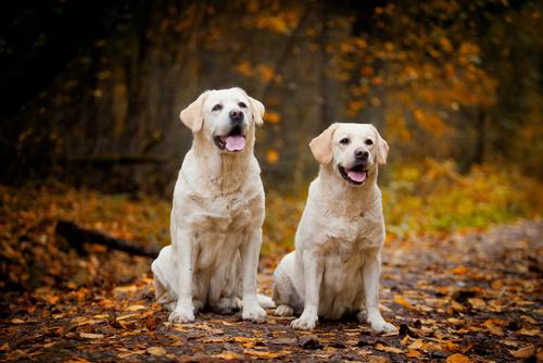 家犬排行榜(最好养的狗前十名排名)插图6