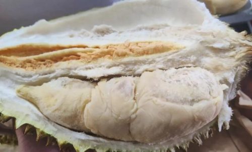 最好的榴莲品种排行榜(榴莲品种十大排名)插图10