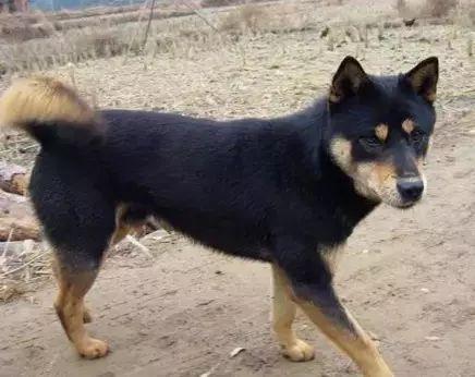 十大忠诚猛犬排行榜(十大最忠诚的狗排名)插图13