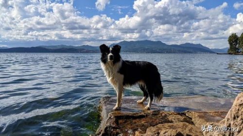 美国凶猛猎犬排名前十(全球十大猛犬排行榜)插图8
