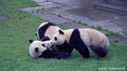 中国各国猛兽排名前十(中国目前还有什么猛兽)插图2