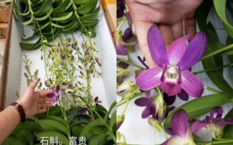 盆栽石斛品种排名前十(石斛哪个品种最贵)