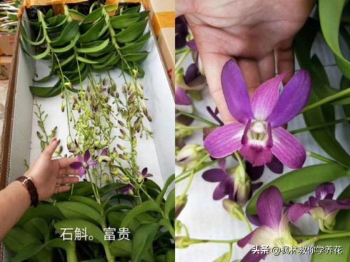 盆栽石斛品种排名前十(石斛哪个品种最贵)插图