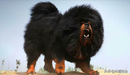 狗凶猛排行榜(十大攻击力最强的犬)插图25
