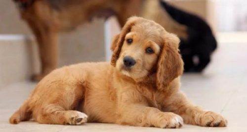 家犬排行榜(最好养的狗前十名排名)插图9