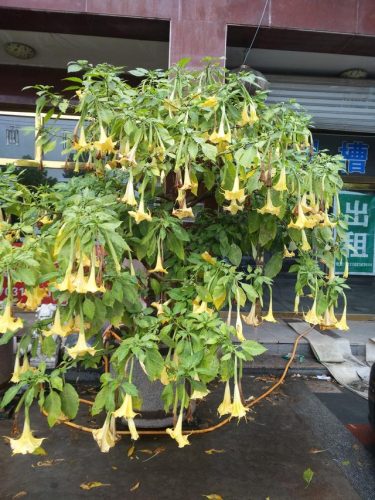 毒花排行榜(十大毒花排名)插图23