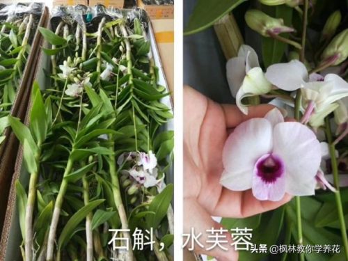 盆栽石斛品种排名前十(石斛哪个品种最贵)插图5