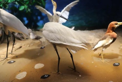 海洋生物资源最丰富的大洋(目前已知的海洋生物有多少种)插图25