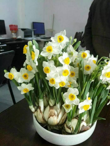 毒花排行榜(十大毒花排名)插图