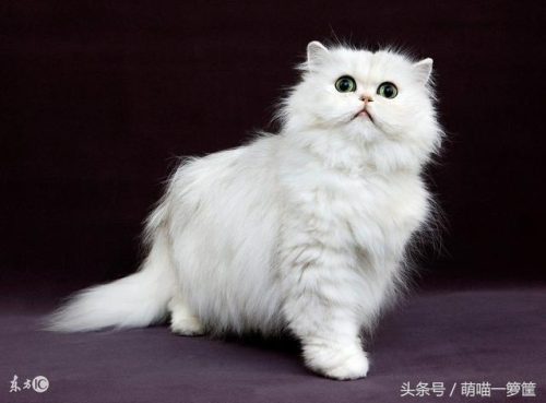名猫排行榜20(十大名贵猫 前十名)插图2