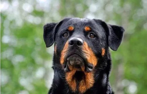 十大忠诚猛犬排行榜(十大最忠诚的狗排名)插图9