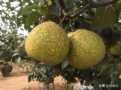 常州黄花梨厂家排名前十(黄花梨直播)插图4