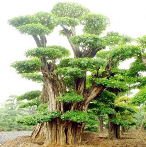 十大名贵盆景品种排行榜(盆景十大名贵品种)插图4