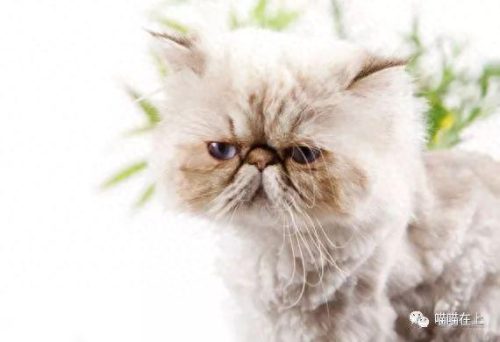 十大最胖的猫排行榜(十大最受欢迎猫排名)插图8