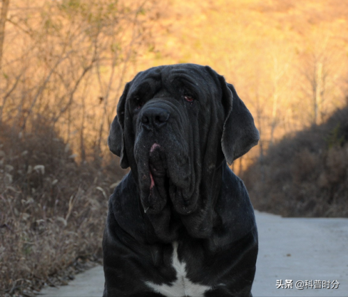狗凶猛排行榜(十大攻击力最强的犬)插图10