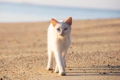 世界名猫排行榜(好猫的品种前十名)插图4